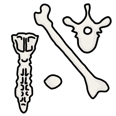 a group of four human bones of different types.