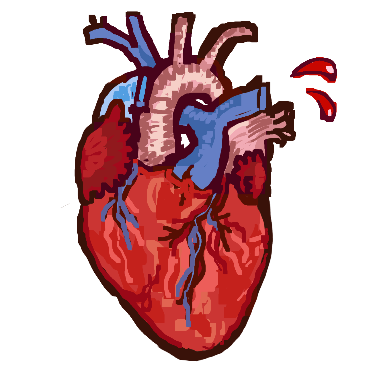 an anotomical heart with two drops of blood coming from it.
