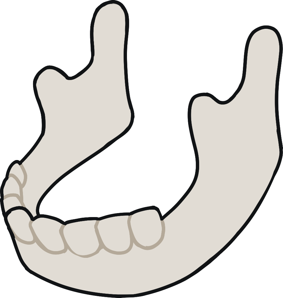 a human jawbone.