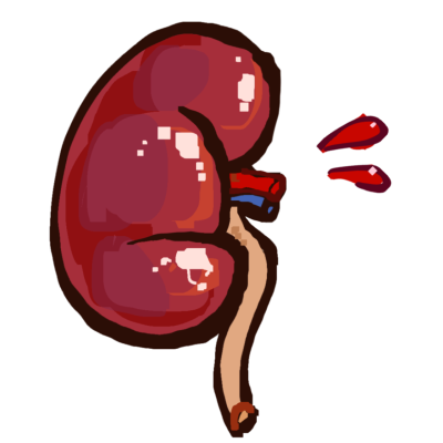 an anotomical kidney with two drops of blood coming from it.