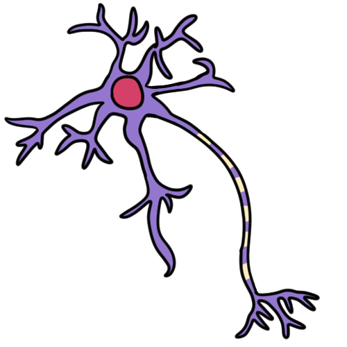 a drawing of a multipolar neuron. The main part of the neuron is shown as purple, the nucleus as pink, and the myelin sheathes as yellow.