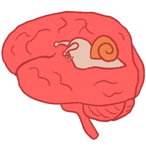 A drawing of a brain with a snail drawn on it.