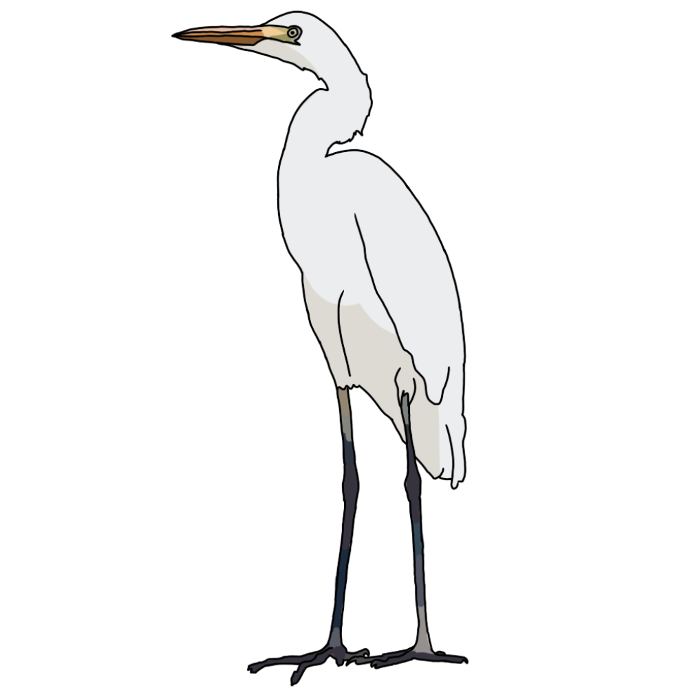 A white egret standing.