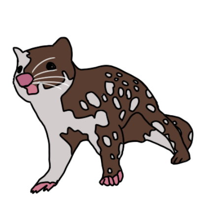  quoll, leaning forwards.