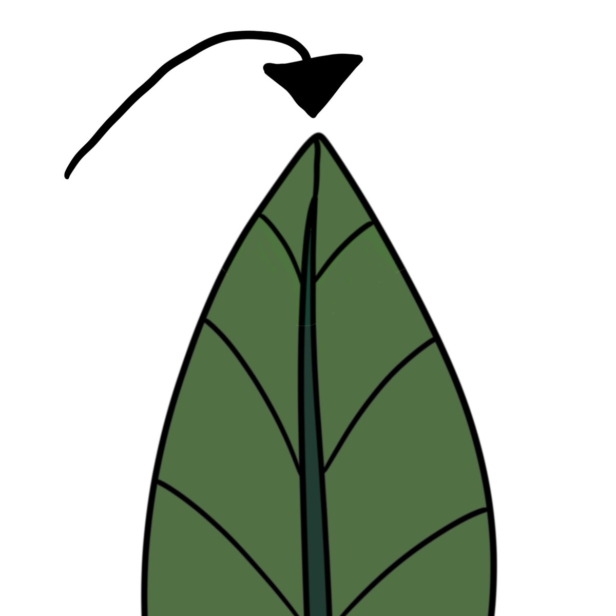  the top half of a pointed, veined green leaf with a black arrow pointing to the tip or apex of the leaf.