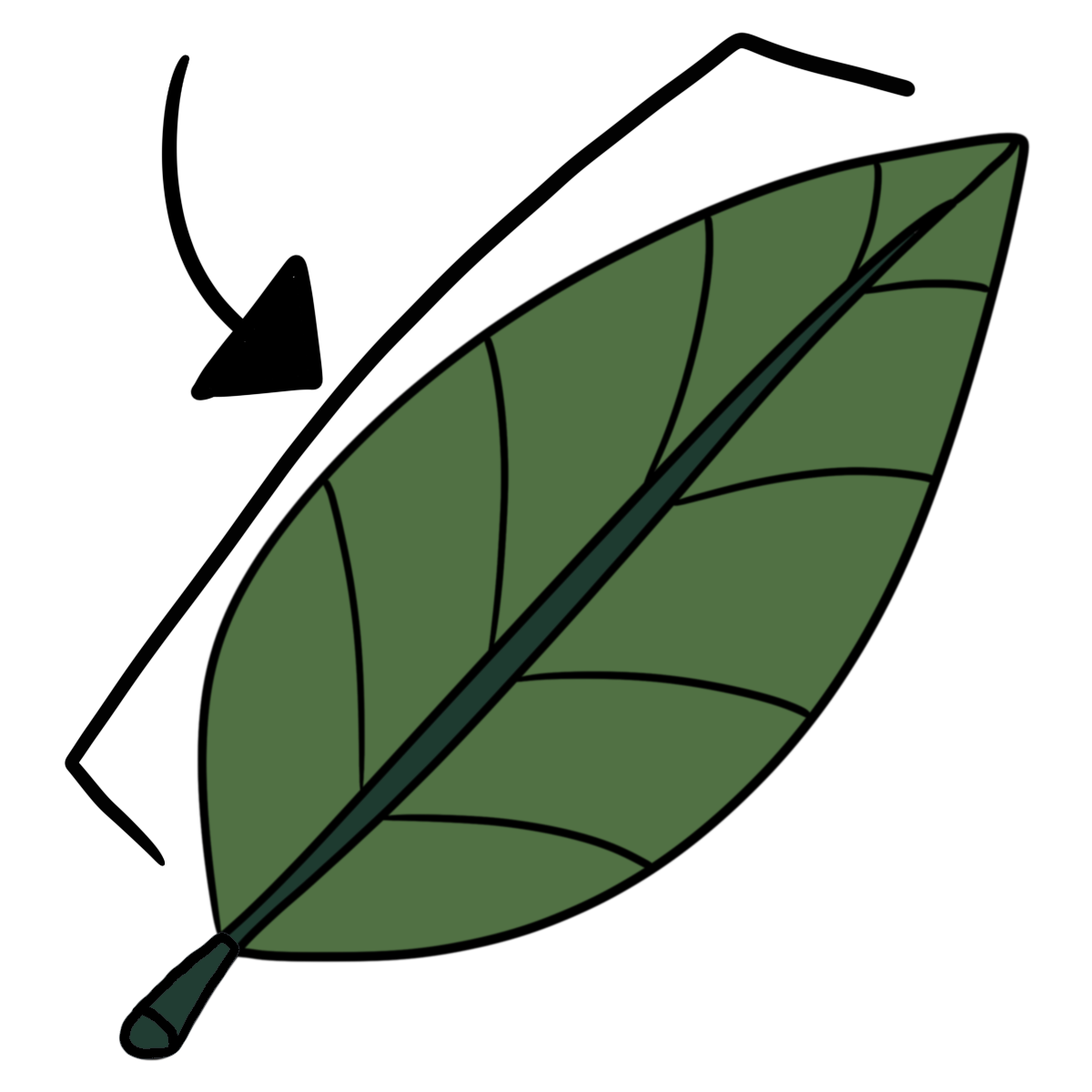 a green leaf with a bracket designating the blade section and an arrow pointing to that.