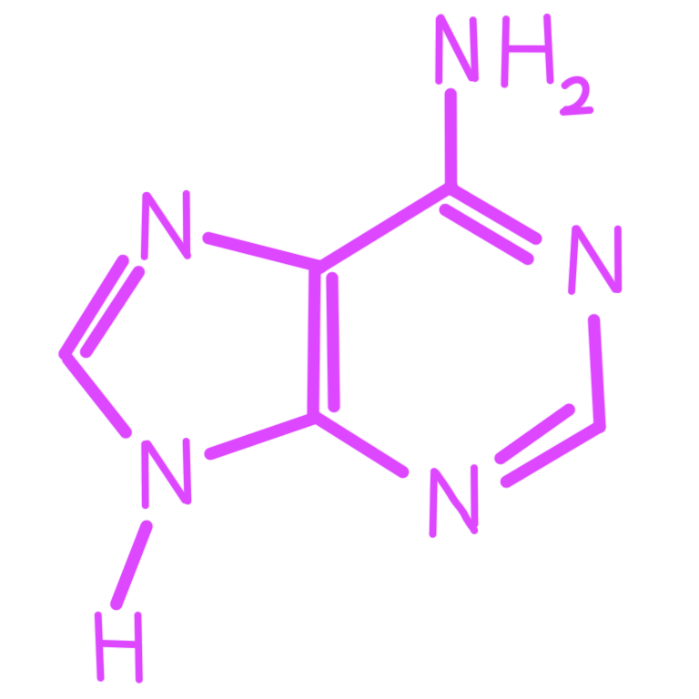 A drawing of the nucleobase Adenine. It is made up of bright pink lines, numbers, and letters.