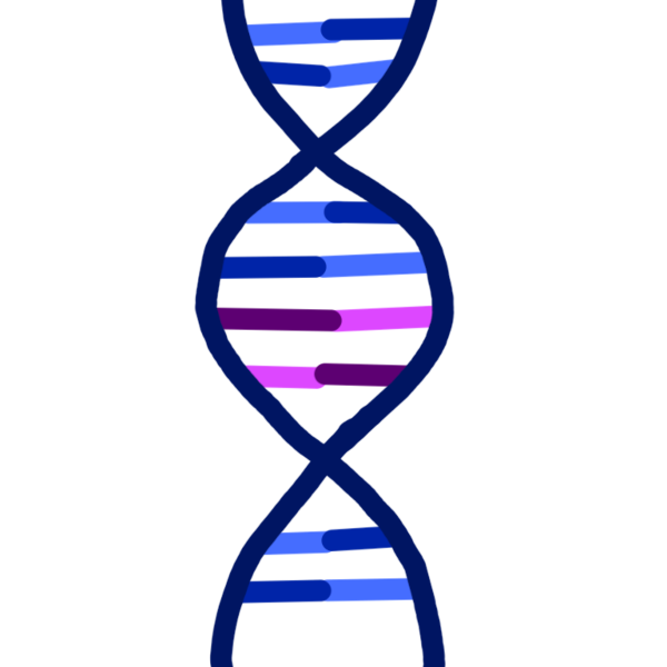 A strand of DNA. The helix is dark blue and the nucleobases are multicolored. some are dark blue, some are light blue, others are bright pink and some are a purple red color