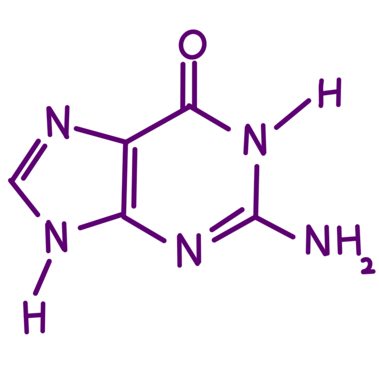 A drawing of the nucleobase Guanine. The drawing is made up of dark purple lines, letters, and numbers.