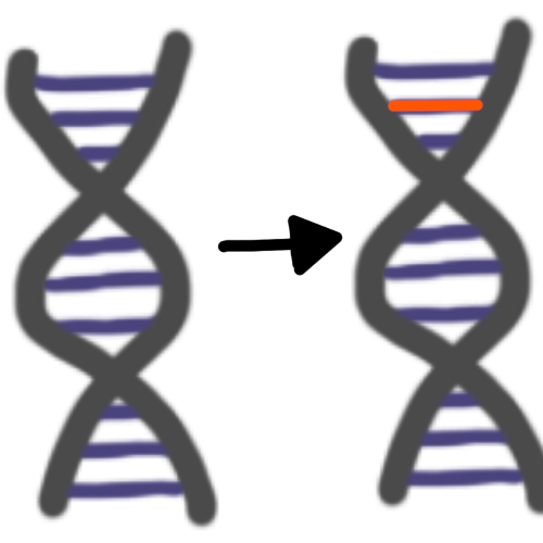 Two almost identical DNA strands with an arrow in between them pointing for the one on the left to the one on the right. The DNA strand on the right is slightly different than the left one with one of its Nucleobases being orange. 