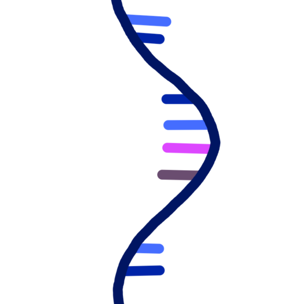 A drawing of RNA. the helix is dark blue, and the nucleobases are different colors. There are dark blue, light blue nucleobases, there is singular bright pink one and a tan one