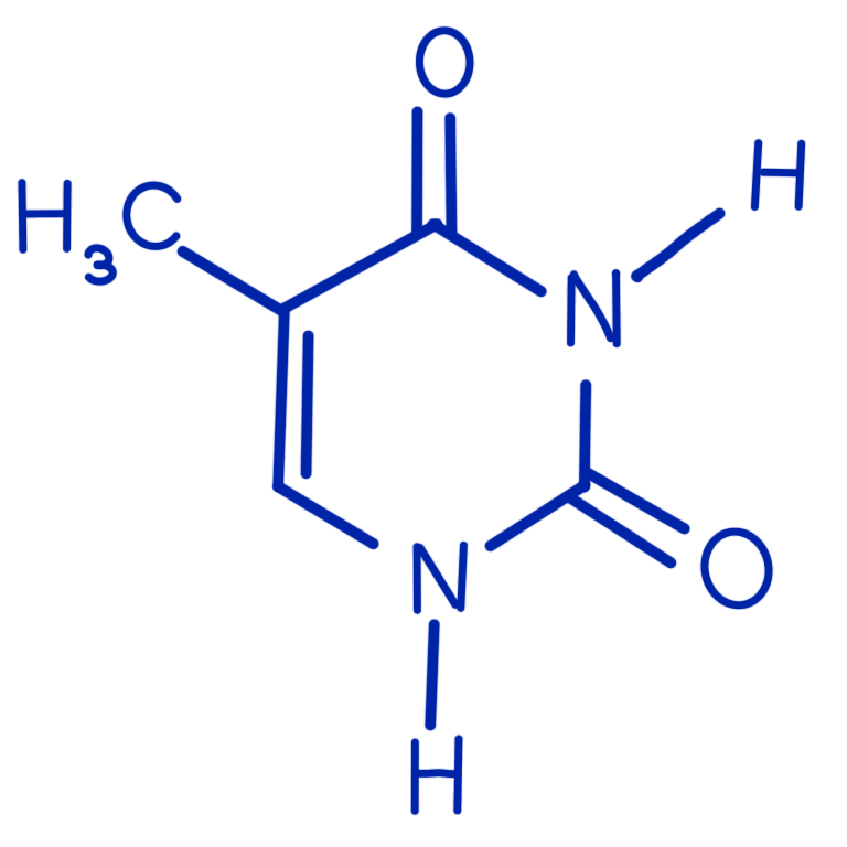 A drawing of the nucleobase Thymine. The drawing is made up of dark blue lines, letters, and numbers.