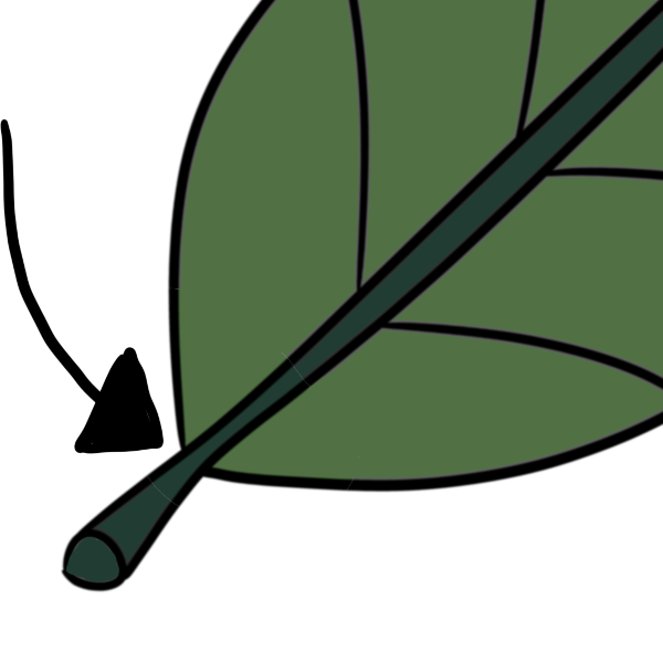  the bottom half of green leaf with arrow pointing to where the petiole meets the blade