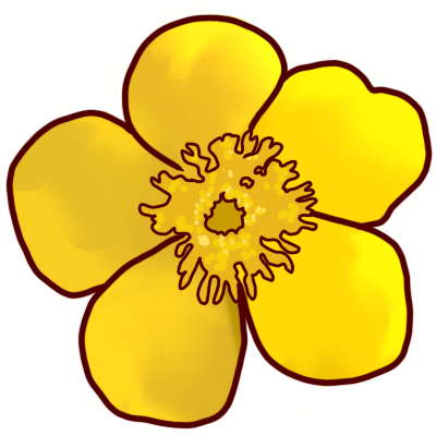 a shaded drawing of a buttercup with brown lines