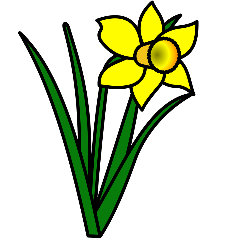 a daffodil.