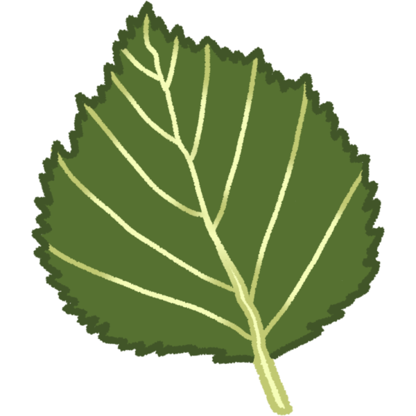  a green downy birch tree leaf