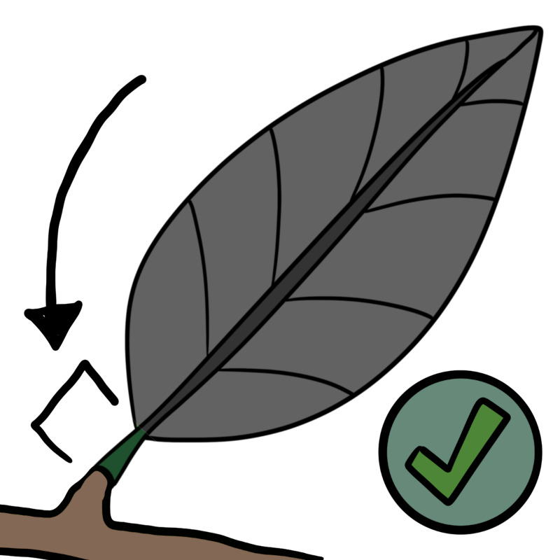 a gray leaf with arrow to green petiole and a green check mark in a light green circle next to it.