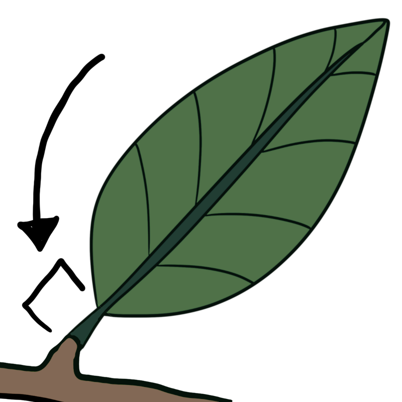 a green leaf with an arrow to a bracket indicating the petiole, or leaf stem.