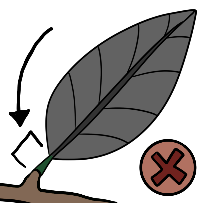 a gray leaf with arrow to green petiole and a red x in a light red circle next to it.