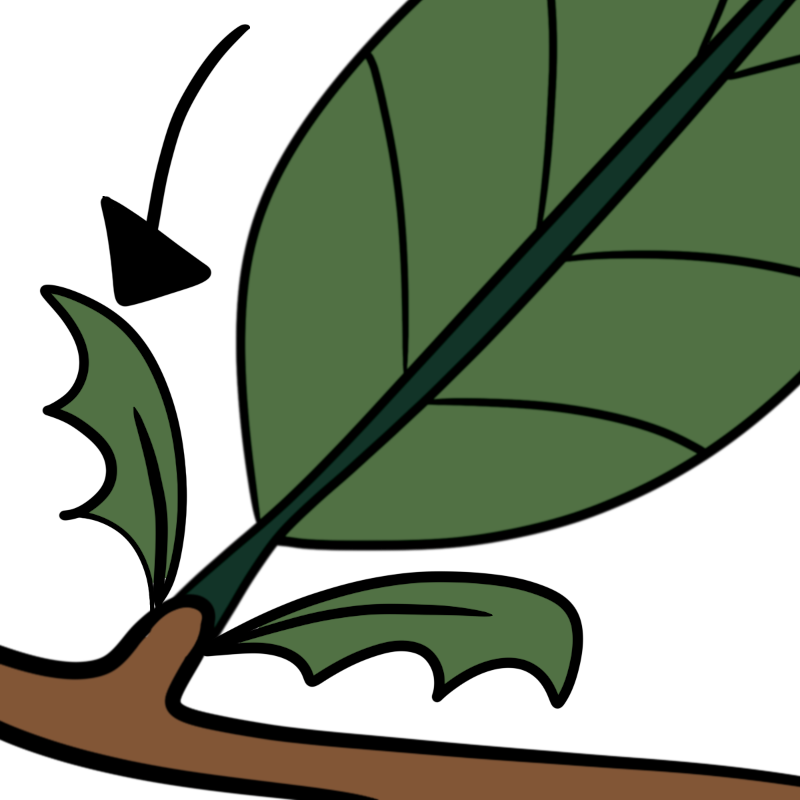 brown branch with green leaf that has two green stipules sprouting from where the leaf and branch meet.