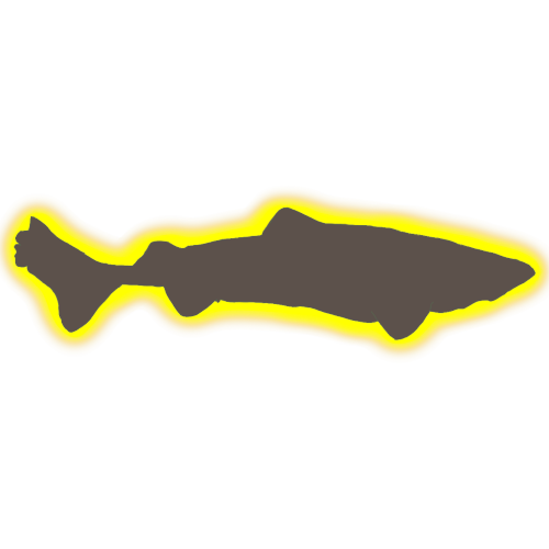 A silhouette of a Greenland Shark outlined in a very bright glowing yellow