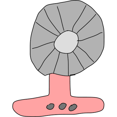  a fan with a pinkish base.