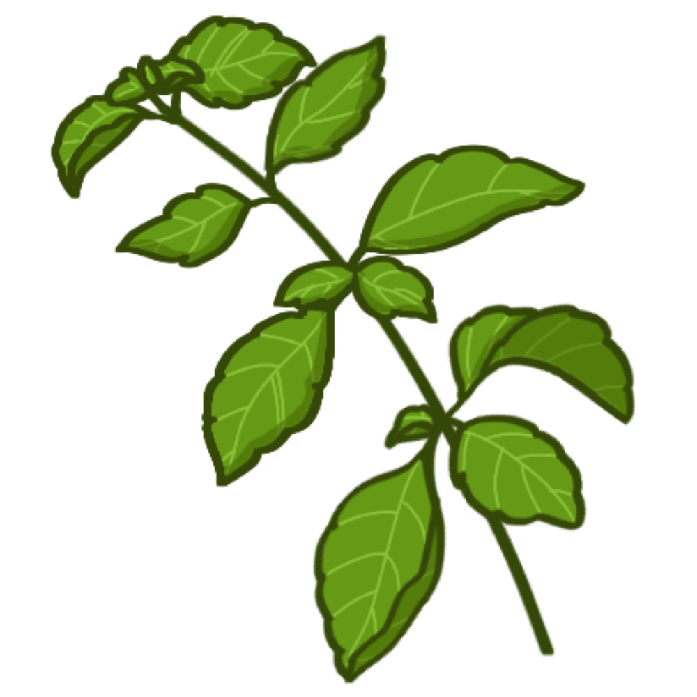 A cutting of a basil plant with a white outline