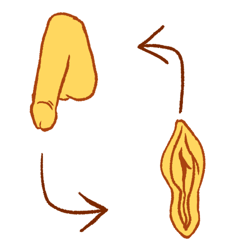 A drawing of a yellow penis across from a yellow vagina. An arrow points from the penis to the vagina, and another arrow points from the vagina to the penis.